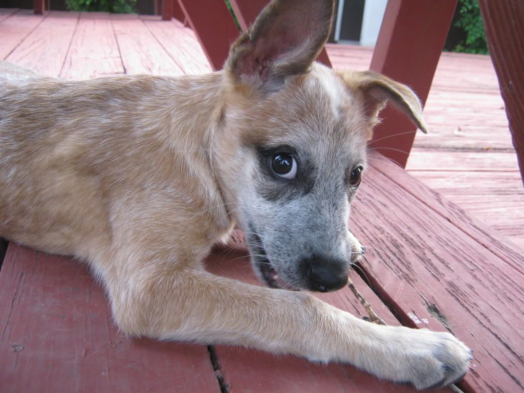 Louie, the Australian Cattle Dog